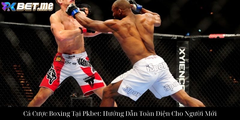 Cá Cược Boxing Tại Pkbet: Hướng Dẫn Toàn Diện Cho Người Mới