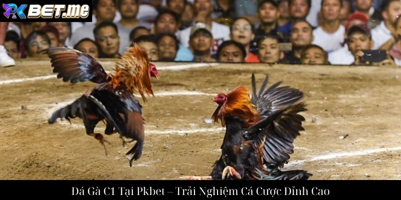 Đá Gà C1 Tại Pkbet – Trải Nghiệm Cá Cược Đỉnh Cao