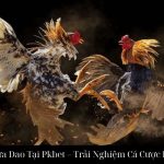 Đá Gà Cựa Dao Tại Pkbet – Trải Nghiệm Cá Cược Đỉnh Cao