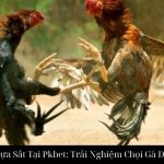 Đá Gà Cựa Sắt Tại Pkbet: Trải Nghiệm Chọi Gà Đỉnh Cao