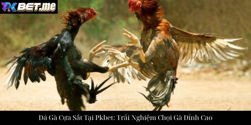 Đá Gà Cựa Sắt Tại Pkbet: Trải Nghiệm Chọi Gà Đỉnh Cao