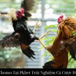 Đá Gà Thomo Tại Pkbet Trải Nghiệm Cá Cược Đỉnh Cao
