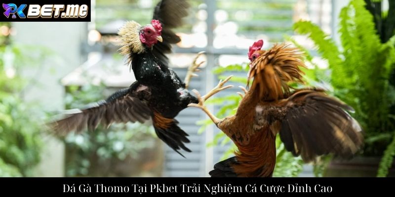 Đá Gà Thomo Tại Pkbet Trải Nghiệm Cá Cược Đỉnh Cao