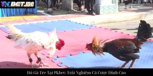 Đá Gà Cựa Sắt Tại Pkbet: Trải Nghiệm Chọi Gà Đỉnh Cao