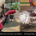 Khám Phá Đá Gà Đòn Tại Pkbet – Hướng Dẫn Chi Tiết