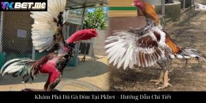 Đá Gà Cựa Sắt Tại Pkbet: Trải Nghiệm Chọi Gà Đỉnh Cao