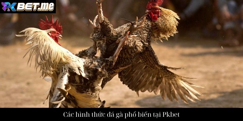 Các hình thức đá gà phổ biến tại Pkbet