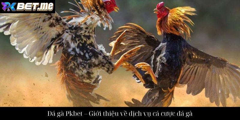 Đá gà Pkbet – Giới thiệu về dịch vụ cá cược đá gà