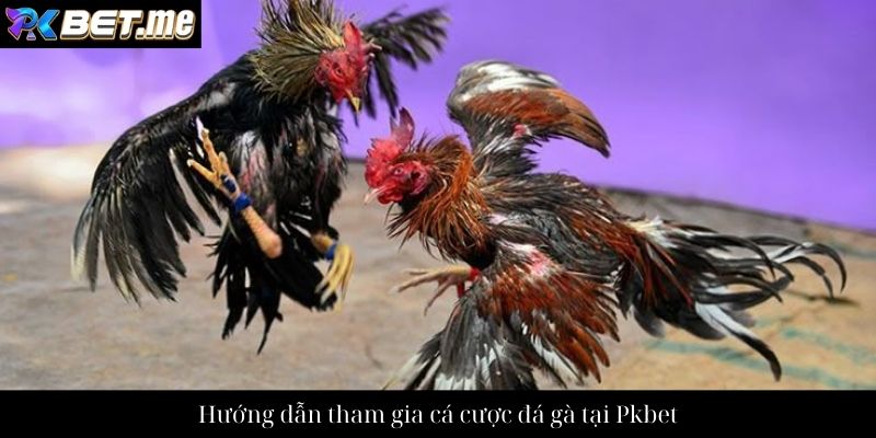 Hướng dẫn tham gia cá cược đá gà tại Pkbet